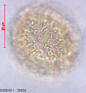 ISEM 1/Psychotria_microdon_47295/Psychotria_microdon_47295_0001(copy)_thumb.jpg